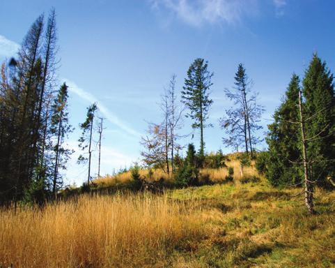 OCHRONA PRZYRODY Na terenie Parku Krajobrazowego Beskidu Małego występują licznie inne formy ochrony przyrody. Są to rezerwaty przyrody, pomniki przyrody oraz obszar Natura 2000.