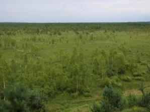 Ochrona Obiekty dobrze zachowane odkrzaczanie;