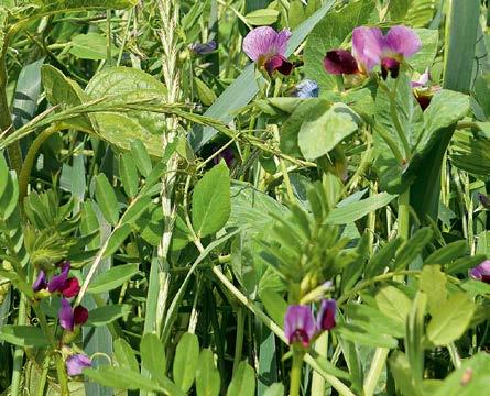 Po jej likwidacji pozostałe resztki organiczne przyczyniają się do tworzenia próchnicy i