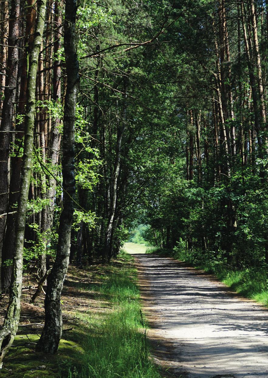 Działki budowlane W ŚWIERKOWYM BORZE TO: Prąd przyłącze na każdej działce Woda przyłącze na każdej działce Ustalony MPZP (działka budowlana) ustalony miejscowy plan zagospodarowania przestrzennego