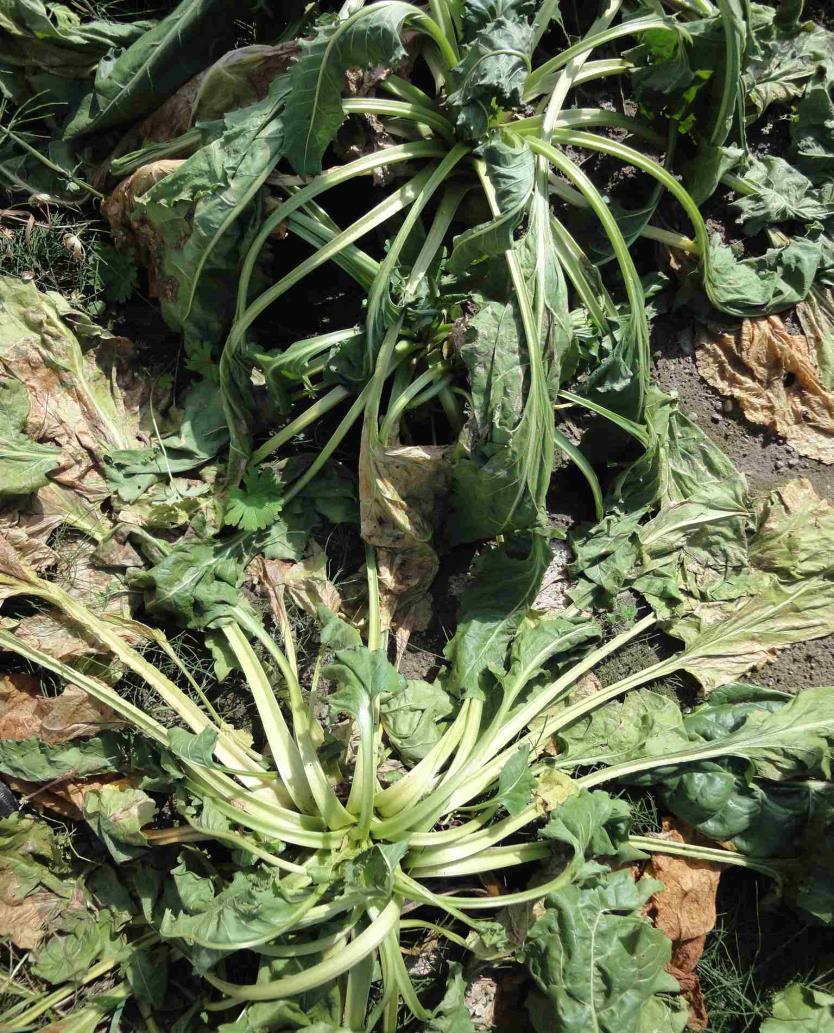 Rhizoctonia