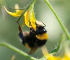 Drapieżca może być stosowany łącznie z gatunkiem Phytoseiulus persimilis. Szkodliwie działają na niego środki ochrony roślin na bazie siarki. FELTIcontrol 250 szt.