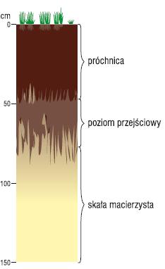 ) Na podstawie przedstawionych profili glebowych rozpoznaj typy gleb.