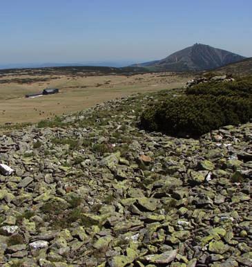 Równia pod Śnieżką. te spłaszczenia na szczytach Karkonoszy geomorfolodzy nazywają zrównaniem wierzchowinowym. są to najlepiej wykształcone tego typu formy w całych sudetach. Ryc. 62.