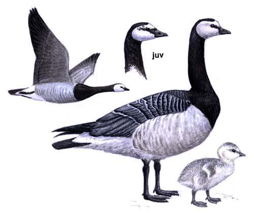 Równanie logistyczne, Verhulst (1838) dn dt c N 1 c rc N K t 1 t t 1 c t Barnacle Goose population, Źródło: Armson, R., Cockroft, J.