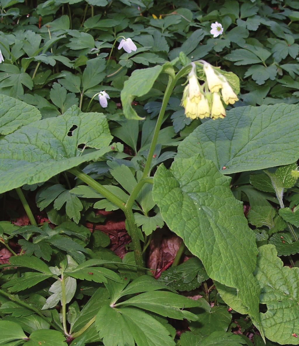 T. Wójcik by iwy Salix caprea. Podszyt buduje bez czarny Sambucus nigra i kalina koralowa.
