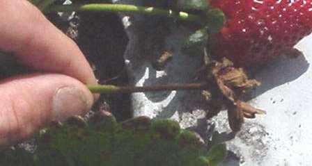 Antraknoza