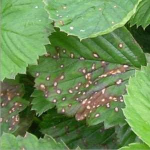 1l/ha - 3 dni