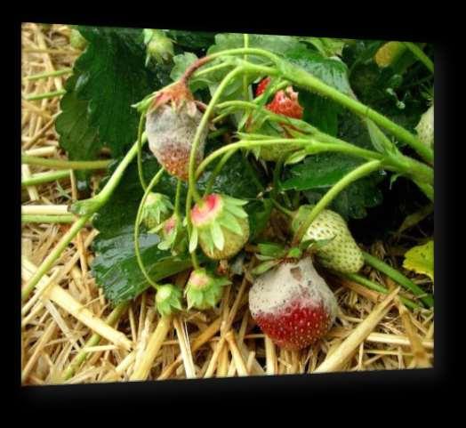 Botrytis cinerea Szara pleśń na truskawce
