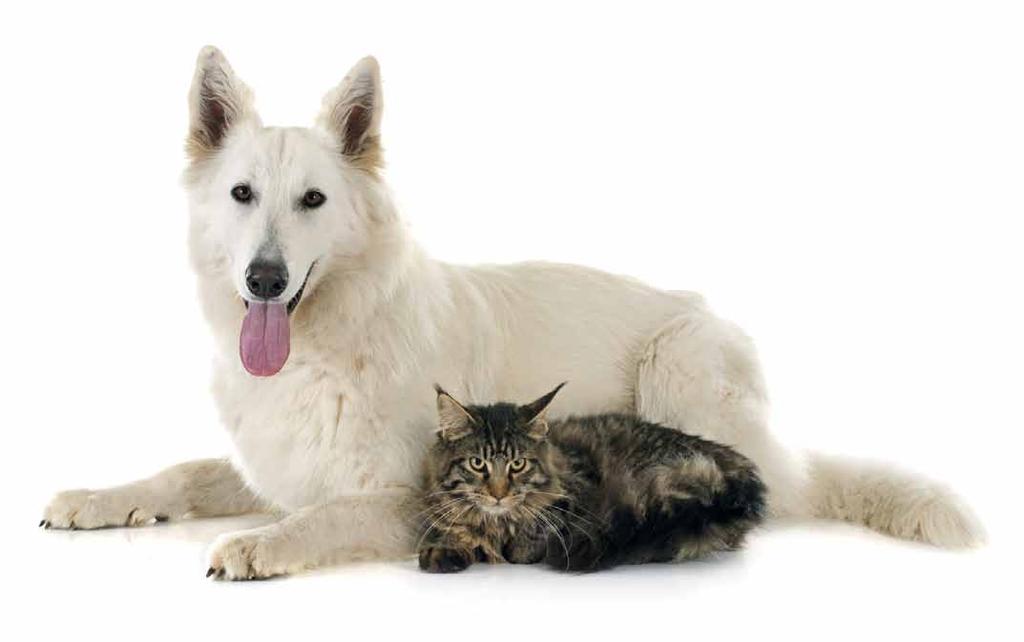 Dolvit HMB to preparat dla psów i kotów zalecany w okresie rekonwalescencji po zabiegach chirurgicznych, po przebytych chorobach, po długotrwałym stresie.