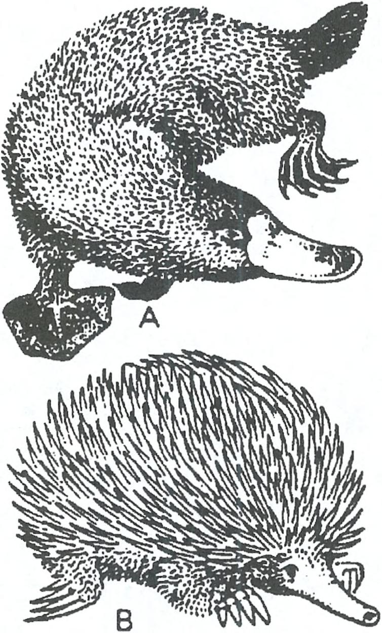 Rougier i współaut. 1992).