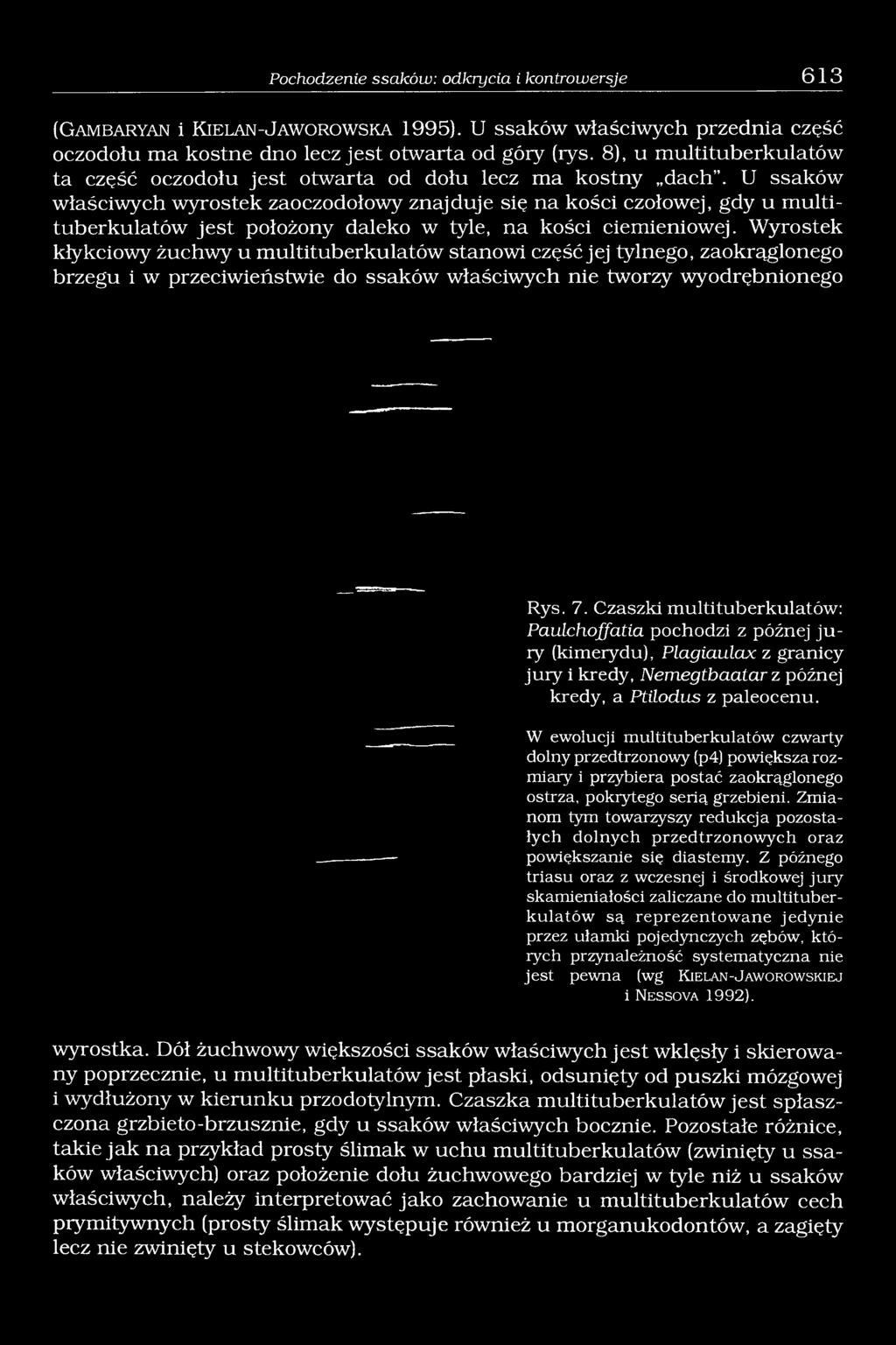 U ssaków właściwych wyrostek zaoczodołowy znajduje się na kości czołowej, gdy u multituberkulatów jest położony daleko w tyle, na kości ciemieniowej.