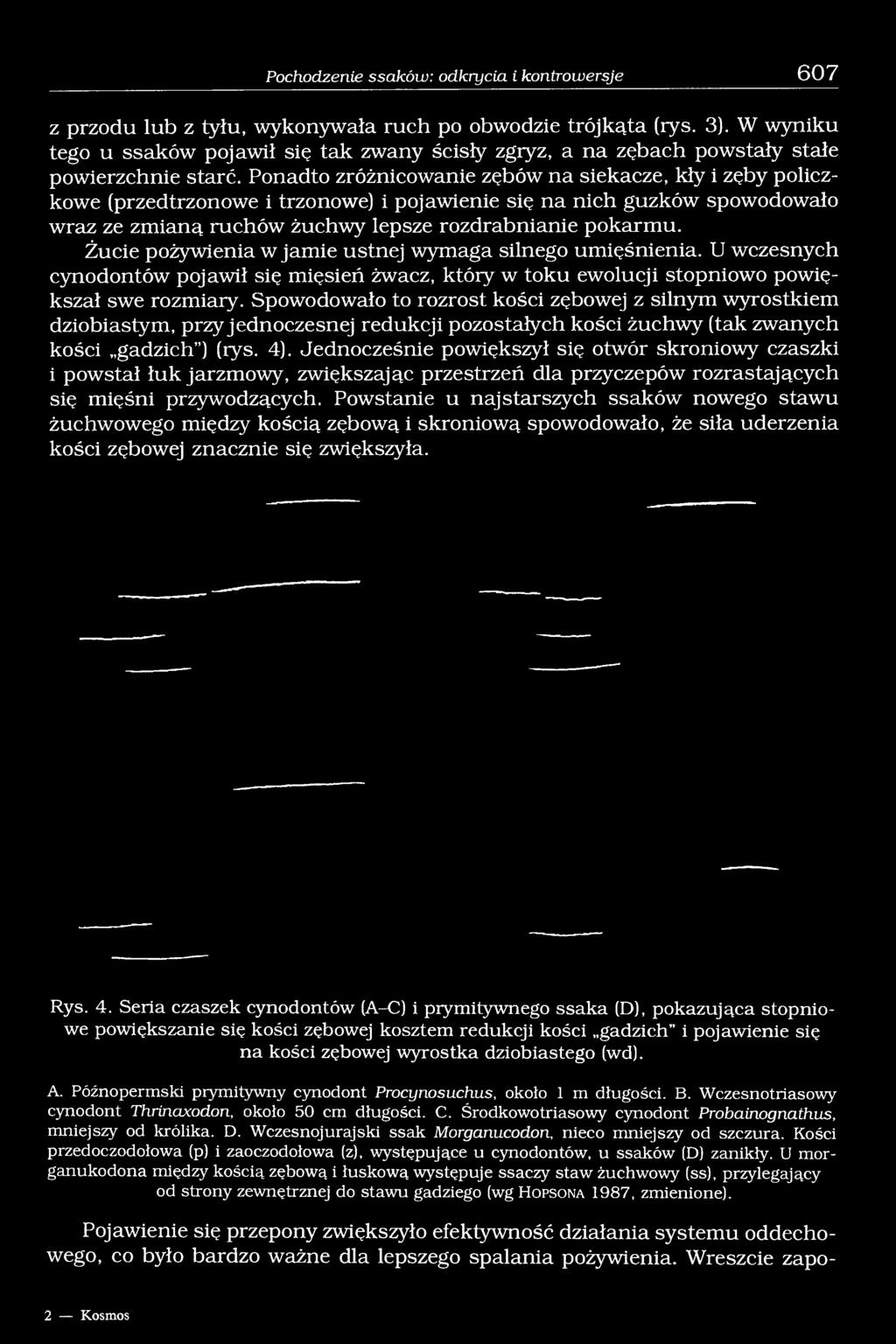 Ponadto zróżnicowanie zębów na siekacze, kły i zęby policzkowe (przedtrzonowe i trzonowe) i pojawienie się na nich guzków spowodowało wraz ze zmianą ruchów żuchwy lepsze rozdrabnianie pokarmu.
