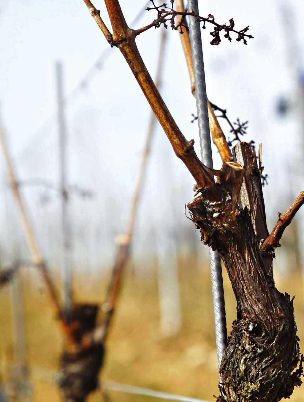 DLACZEGO WARTO ROZDRABNIAĆ? W winnicach i sadach rozdrabniacze znajdują wiele zastosowań i mogą być źródłem wielu korzyści agronomicznych.