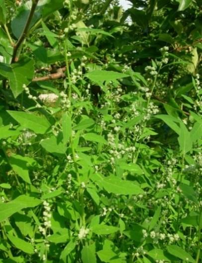 słoma zbożowa i rzepakowa (uwaga na gryzonie), trociny, zrębki roślinne, kora drzewna, obornik, węgiel brunatny, kompost, wytłoki owocowe oraz odpadki włókiennicze.