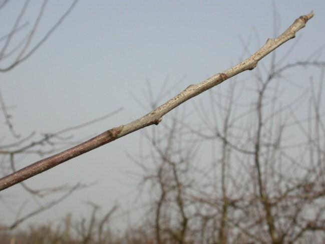 owocach prowadzące do pękania skórki Fot.