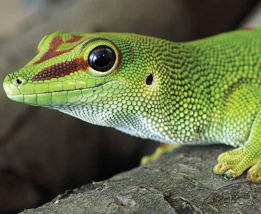 1 m Nanotechnologia w przyrodzie Czy nie zastanawiało Państwa kiedykolwiek, dlaczego gekony są w stanie biegać po