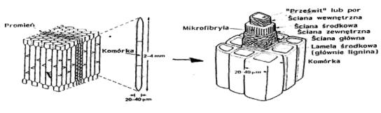 kombinowane Kompozyt naturalny - drewno Materiały biomimetyczne