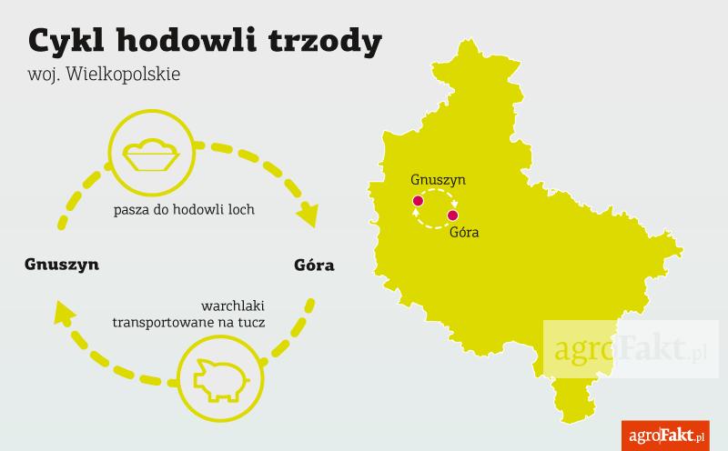 .pl https://www..pl osiągnięciu wagi ok. 25 30 kg są transportowane do gospodarstwa w Gnuszynie, gdzie prowadzony jest tucz. Tak wygląda obrót rodzinnego, produkcyjnego koła zamachowego.