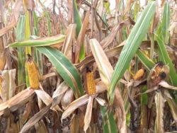 Ziarno kukurydzy często zawiera fuzariotoksyny wytwarzane przez grzyby z rodzaju Fusarium Z 200 zidentyfikowanych mikotoksyn najgroźniejsze w żywieniu zwierząt są aflatoksyny wytwarzane przez grzyby