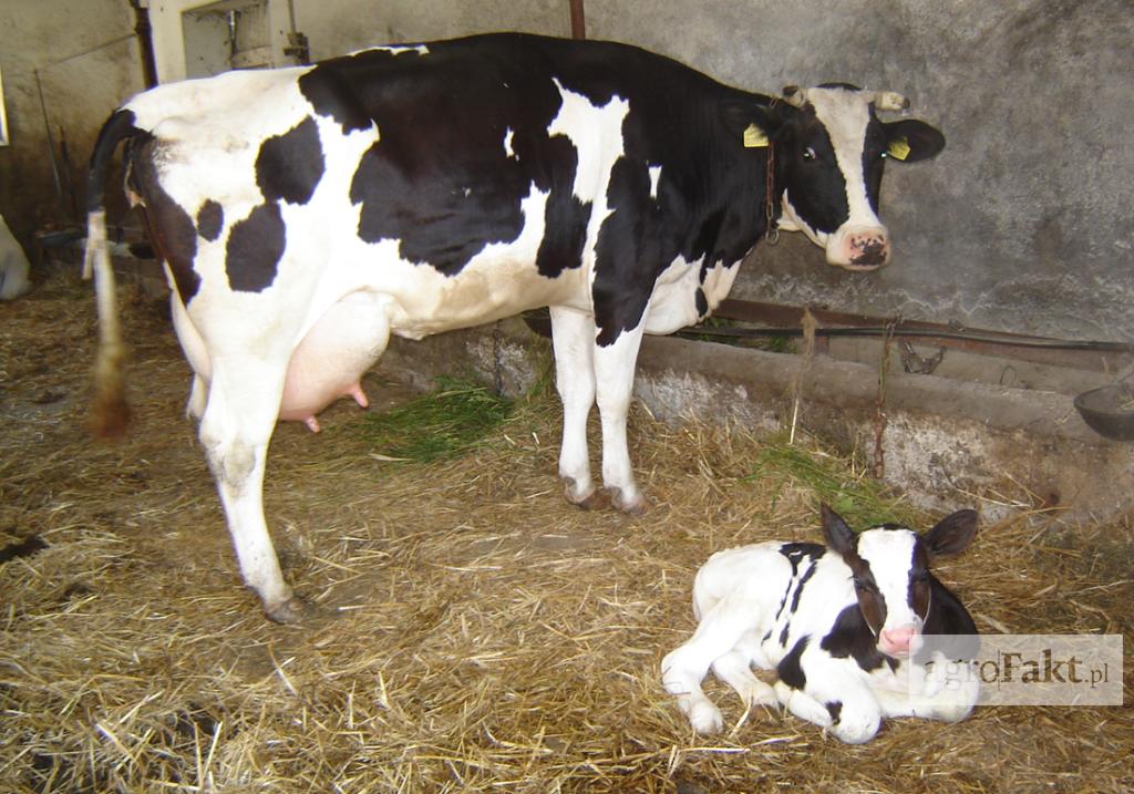 https://www. Jedną z metod zapobiegania biegunkom cieląt jest stosowanie swoistej immunizacji krów cielnych. W tym celu stosuje się szczepionki, zawierające szczepy bakteryjne i antygeny wirusowe.