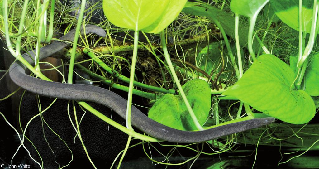 kohtaoensis rozwijają się w jajach owinięte wokół wielkiej kuli żółtka. Larwy (Ryc. 9c) prowadzą wodny tryb życia.