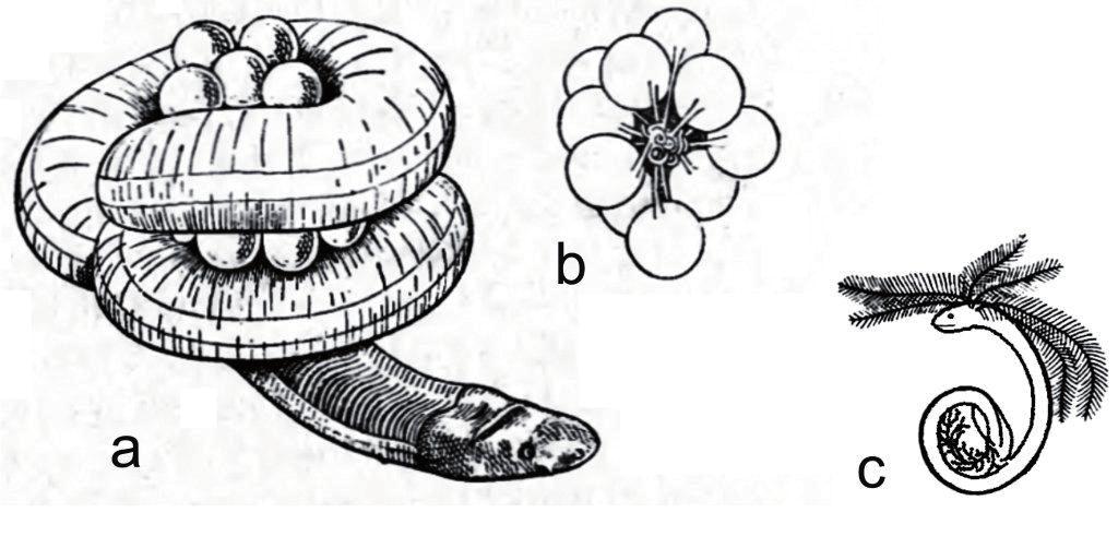 Gatunki z rodzaju Siphonops i Hypogeophis wykazują zaawansowany typ heterochronii przechodząc metamorfozę wkrótce po wykluciu i adaptując się do lądowego środowiska bez fazy wodnej