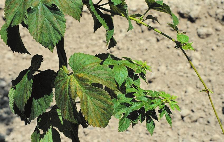5 Diagnostyka, prognozowanie i sygnalizacja