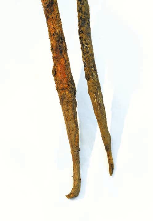 Fusarium oxysporum (fot. U. Skomra) Fot. 14.