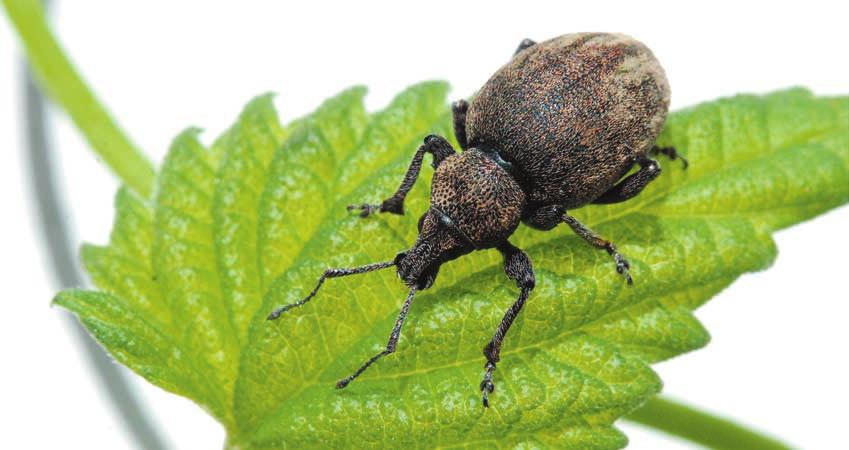 Opuchlak lucernowiec 38 4.3. Opuchlak lucernowiec Otiorhynchus ligustici (Linnaeus, 1758) Opis i biologia gatunku Opuchlak lucernowiec jest chrząszczem o szerokim zakresie roślin żywicielskich.