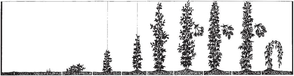 plants.