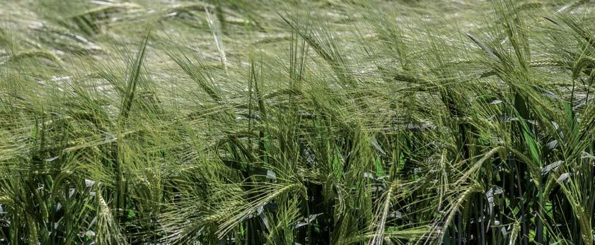 KWS HARRIS Jęczmień jary pastewny Typ użytkowy: pastewny Plon ziarna [100% = 72,5 dt/ha] 105 bardzo wysoki Plon ziarna a 2 [100% = 80,4 dt/ha] 106 bardzo wysoki Mas000 ziaren [g] 49,4 średnia