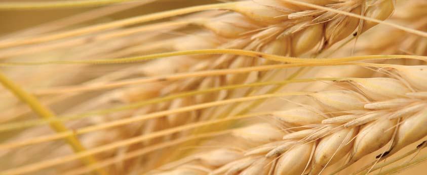 KWS VERMONT Jęczmień jary pastewny Typ użytkowy: pastewny Plon ziarna [100% = 72,5 dt/ha] 104 bardzo wysoki Plon ziarna a 2 [100% = 80,4 dt/ha] 107 bardzo wysoki Mas000 ziaren [g] 50,0 średnia