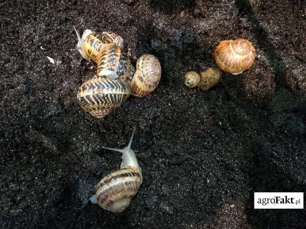 .pl Wszystkie uproszczenia w uprawie roli tj. zaniechanie podorywek, uprawy bezorkowe, a także monokultury roślin zbożowych sprzyjają rozwojowi szkodników glebowych.