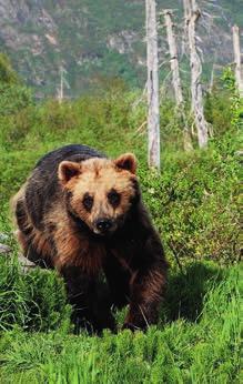 największe miasto Alaski; możliwość zapoznania się bliżej z Narodowym Dziedzictwem Alaski oraz poznania historii osadnictwa i pierwszych ludów Alaski FAIRBANKS PN DENALI TALKEENTA ANCHORAGE SP EK