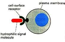 (gaz tlenek azotu NO; hormony steroidowe -kortyzol, estradiol, testosteron), hormony tarczycy ( tyroksyna) RÓŻNICOWANIE hydrofobowa cząsteczka sygnałowa ŚMIERĆ komórka eksponowana jest na setki