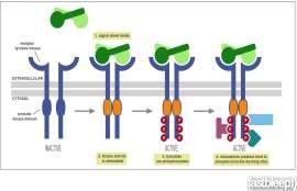tkankowy czynnik wzrostu lub insulina) dochodzi do uaktywnienia enzymu i autofosforylacji receptora w jego odcinku cytoplazmatycznym białka cytoplazmatyczne wiążą się z