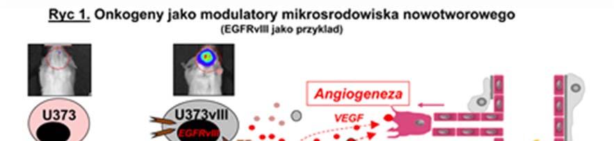 sygnalizacyjnych, i farmakologicznie skorygować, lub wykorzystać do unicestwienia zmutowanych komórek.
