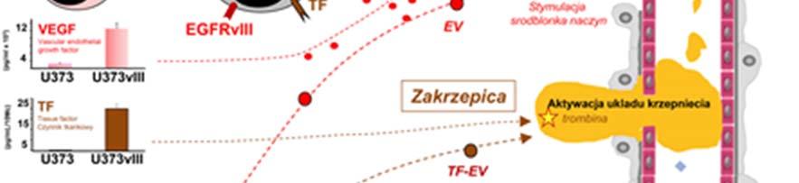 Leki te stały się podstawą terapii w niektórych białaczkach, czerniakach, rakach gruczołu piersiowego, jelita i innych typach nowotworzenia. A jednak, nie wszystko idzie według planu.