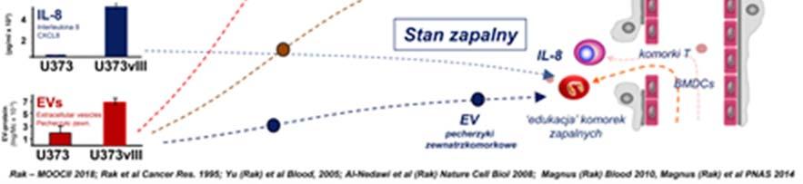transformujące mutacje receptora naskórkowego czynnika wzrostu wariantu trzeciego (EGFRvIII), który wydawałby się niemal idealnym celem terapeutycznym.