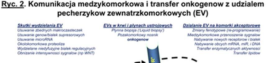 Transmisja onkogenów między komórkami jest jednym z najbardziej fascynujących i kontrowersyjnych właściwości EV (Ryc. 2).