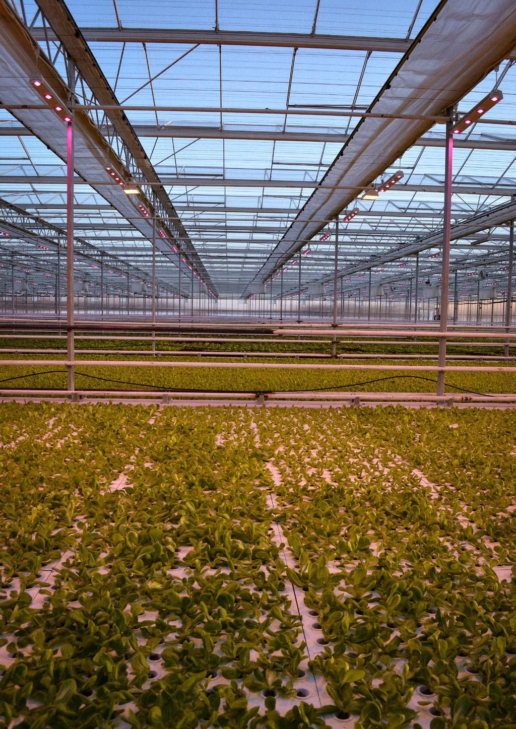 3 plantalux.