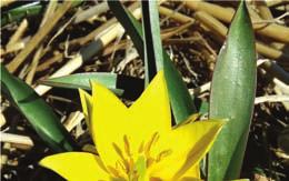 Tulipan irański (T. urumiensis) Liście wąskie szarozielone, pofalowane.