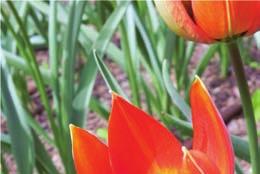 T. whittallii Tulipany o wysokości ok.