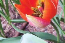 tulipany, widoczne na rabatach, dzięki intensywnej barwie i falującym na wietrze pędom. Tulipan Kluzjusza (T.