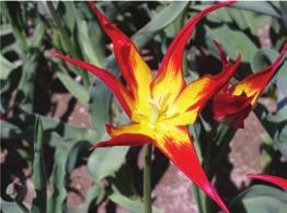 Charakterystyka kilku najczęściej uprawianych gatunków botanicznych tulipanów Tulipan długopłatkowy (T.