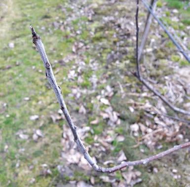 Częściej możemy jednak za to spotkać przędziorka chmielowca, który w sadach jabłoniowych występuje miejscowo (punktowo w danej kwaterze).