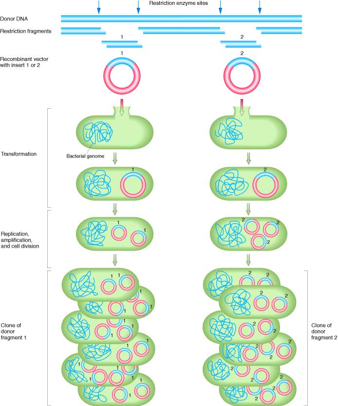 3a. Klonowanie DNA w bakteriach badany DNA wektor plazmidowy
