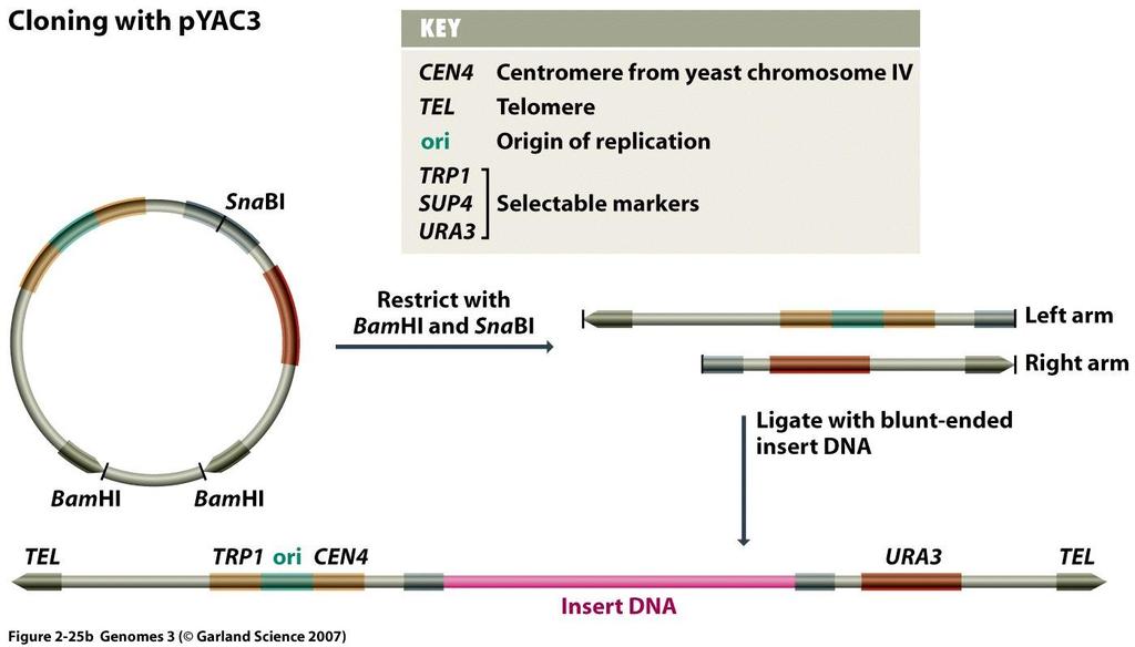 3c. Klonowanie wielkich odcinków DNA w drożdżach, YAC Istnieją specjalne plazmidy zawierające centromery i telomery chromosomów drożdowych, a także markery troficzne (URA3) i sekwencje inicjacji