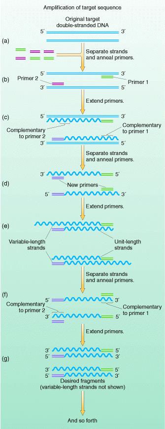4. PCR polymerase chain reaction (namnożenie DNA in vitro) a) Substratami do reakcji sekwencjonowania są: -dwuniciowy DNA, -dwa startery (ok.